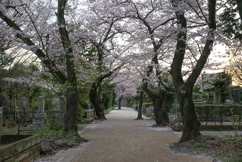 The cherry blossoms in Aoyama Cemetery were beautiful.