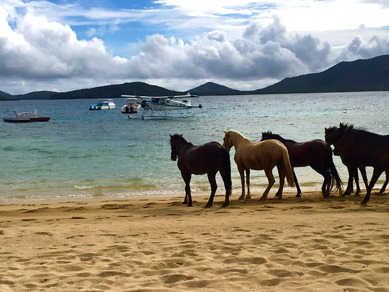 Beach Horses of Turtle Island Resort, Fiji