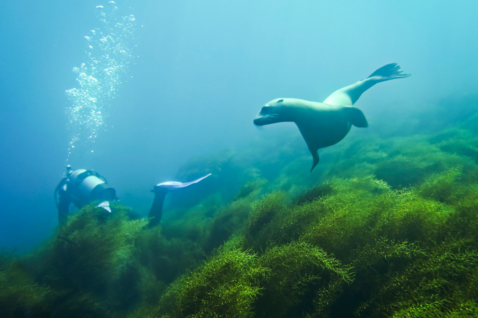 Diving with Sea Lions from San Diego