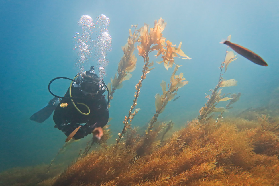 Diving Coronado Islands, Mexico