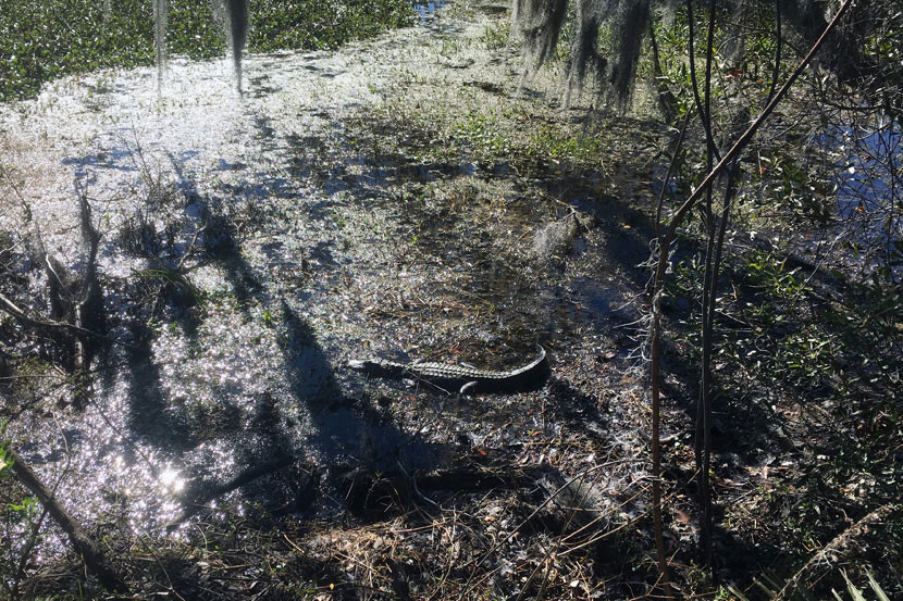 Alligator sunbathing at Barataria Preserve.