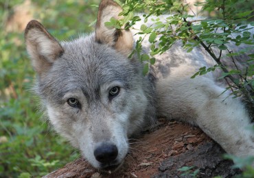 gray-wolf.jpg