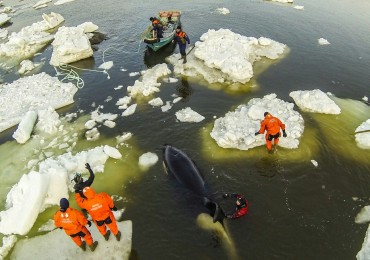 rescue-orca.jpg