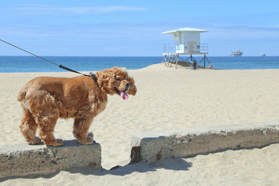 Huntington Dog Beach California