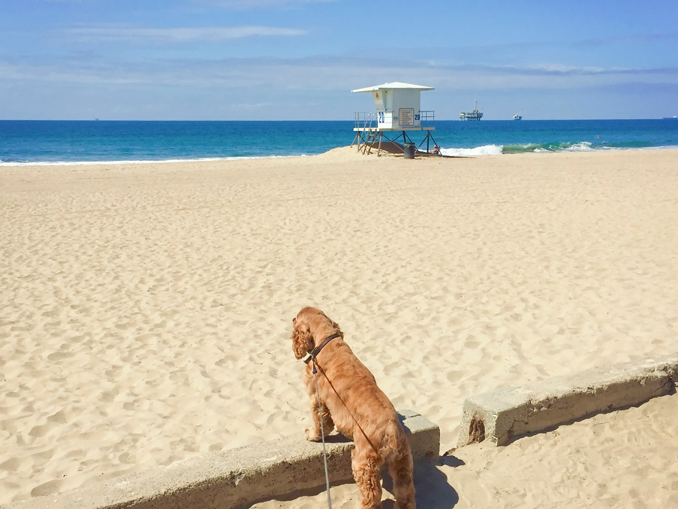 Huntington Dog Beach California