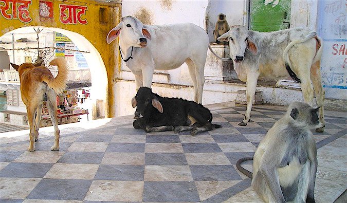 animals in India