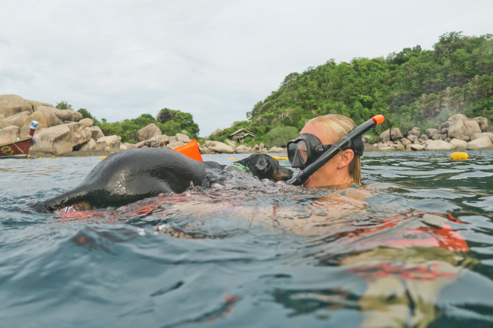 Jump Into Jaws Snorkeling Koh Tao