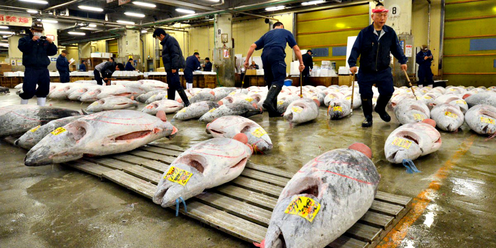 Eighty percent of the world’s bluefin tuna is consumed by Japan.