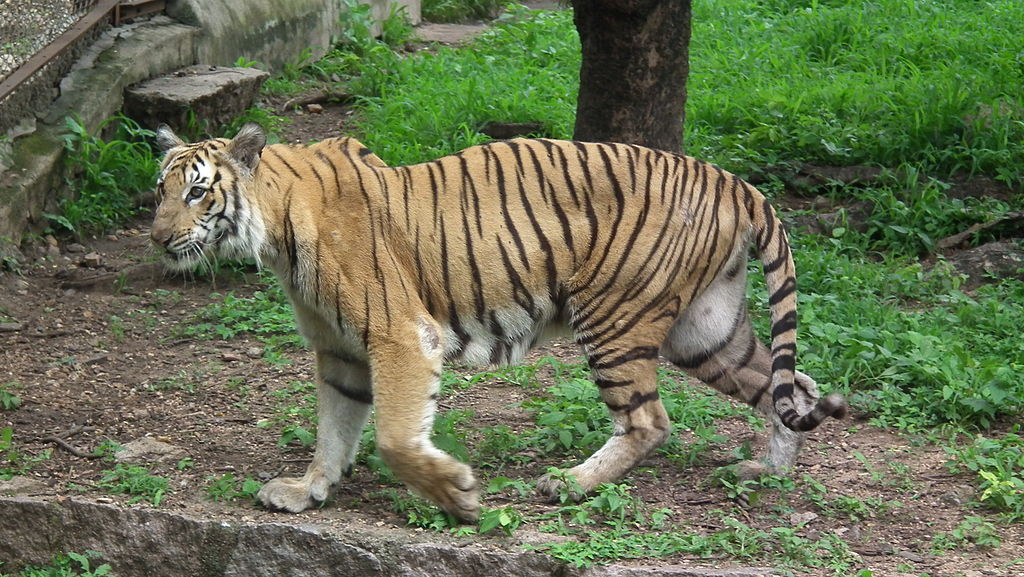 A Bengal tiger at the Nehru Zoological Park‎. Pic: Wikimedia Commons