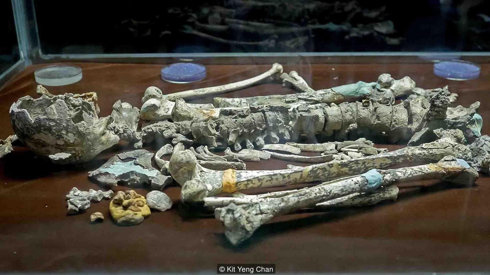 The Perak Man is the best preserved prehistoric skeleton in the region. Pic: Kit Yeng Chan/BBC