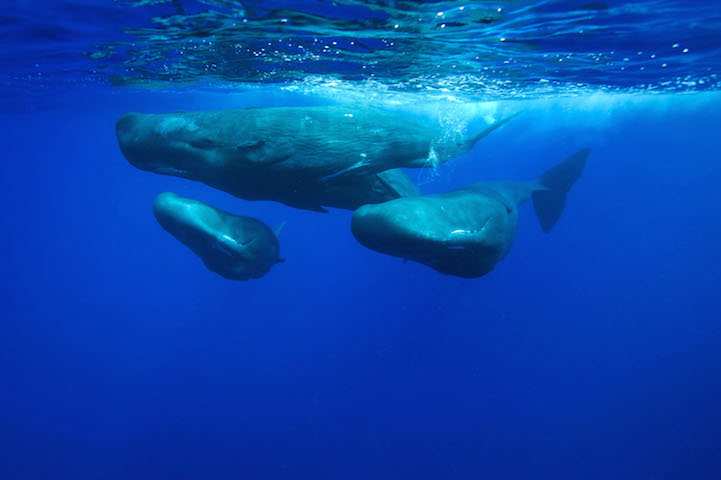 Sperm whales