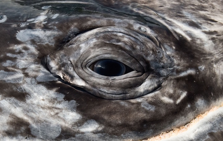 The eye of  a gray whale. Pacific coast Mexico.