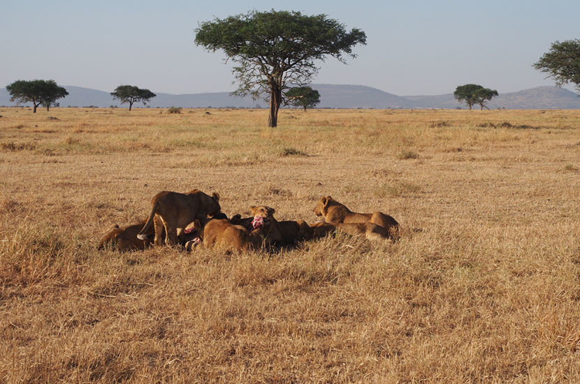 The whole point of going on safari is for the game dive — like seeing a pack of lions rip into a fresh kill.