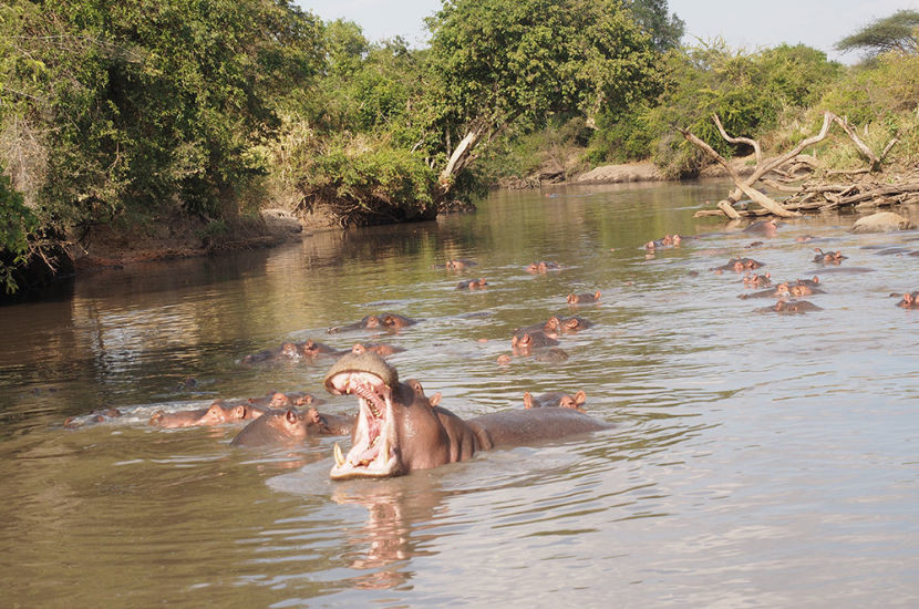 Day 2's safari was nothing short of amazing — this shot gives new meaning to Hungry Hungry Hippos.