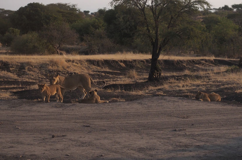 I'm so thankful I pushed for our last game drive, as seeing this family of lions was breathtaking.