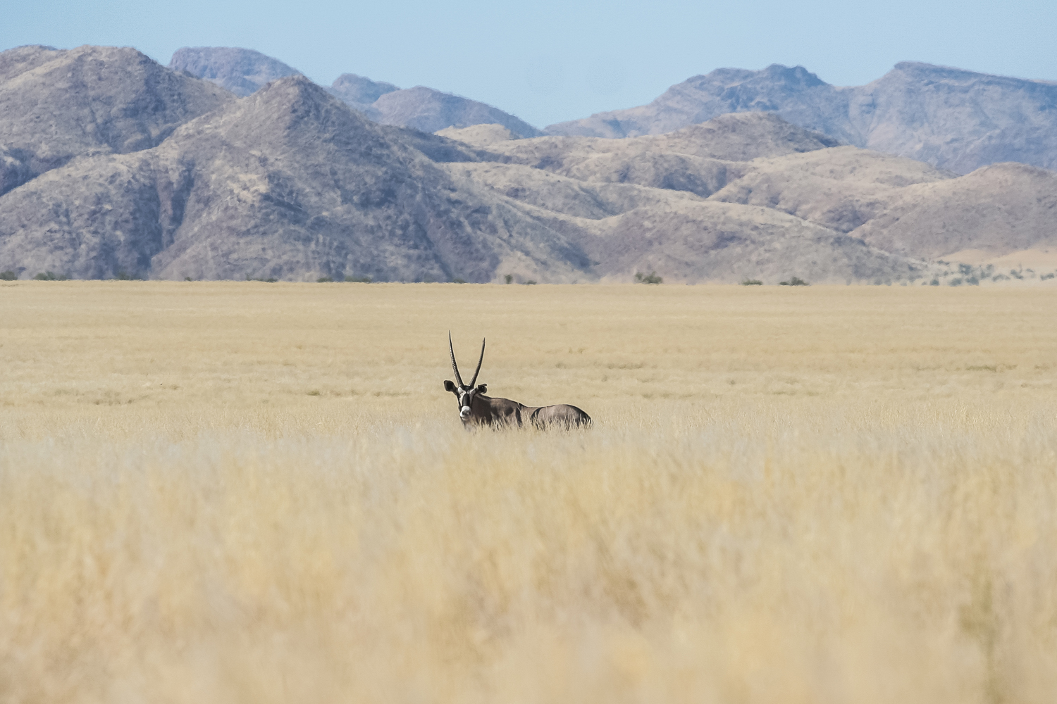 A lone oryx amongst the grasses of the Kaokoveld