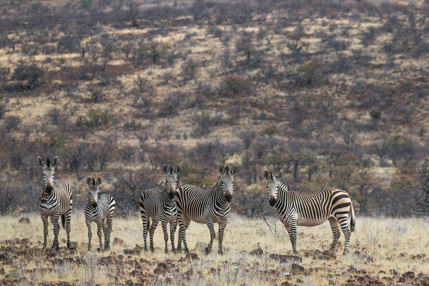 A small herd of Hartmann’s mountain zebra in Damaraland