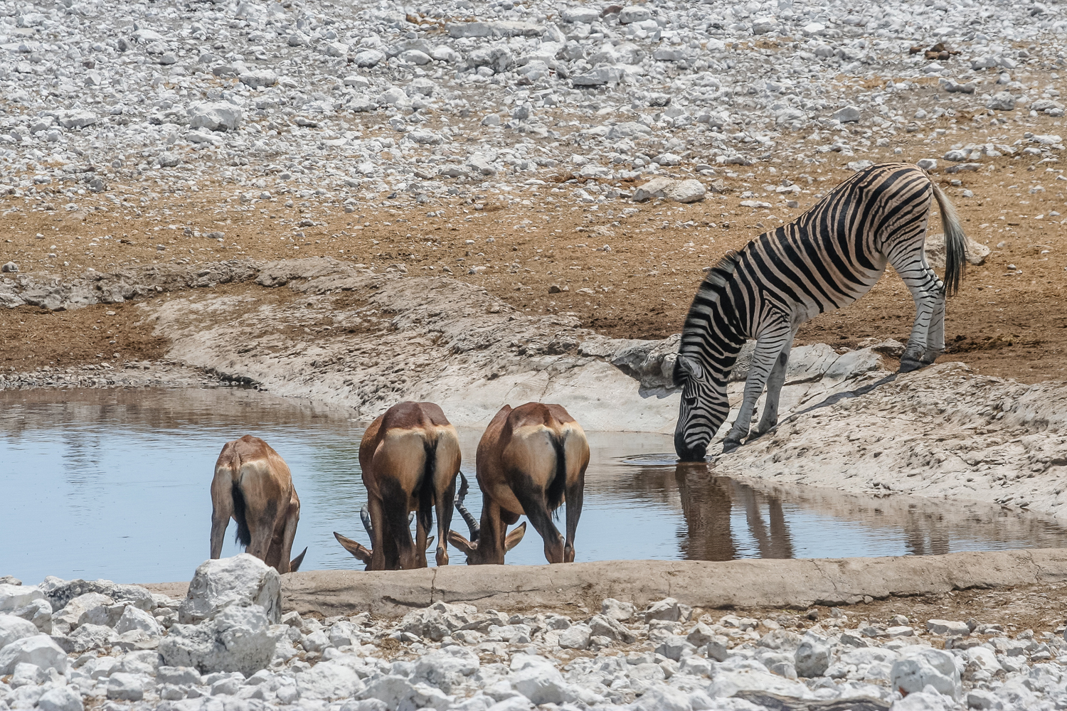 Zebra and red hartebeest share water at one of Etosha National Park’s watering holes