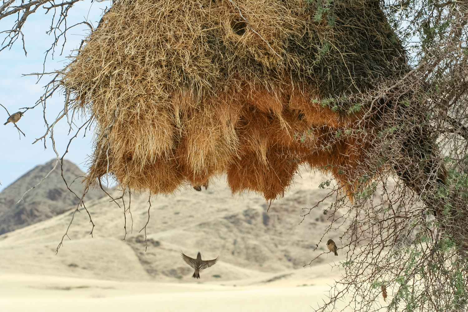  A sociable weaver nest in the Namib-Naukluft National Park