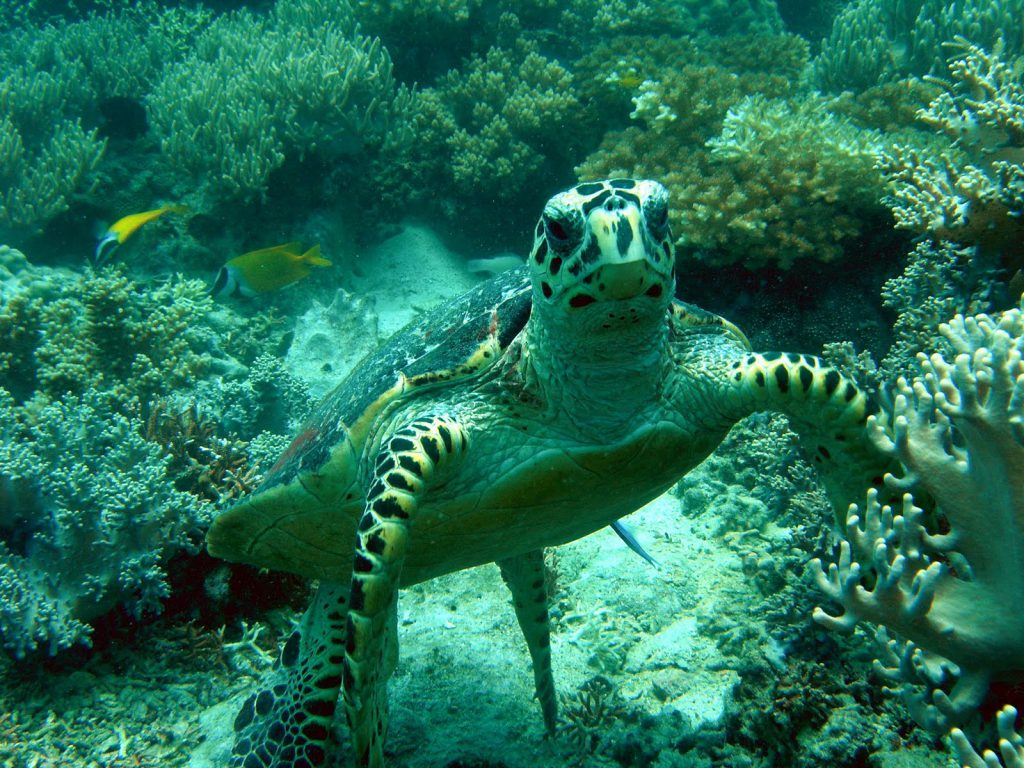 Swim up close to exotic marine life and corals. Pic: movingdot