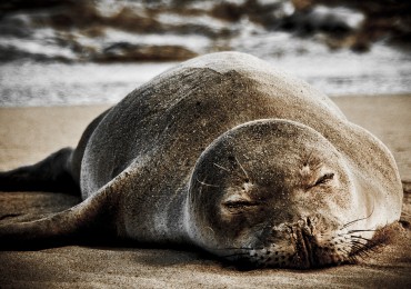 hawaiian-monk-seal.jpg