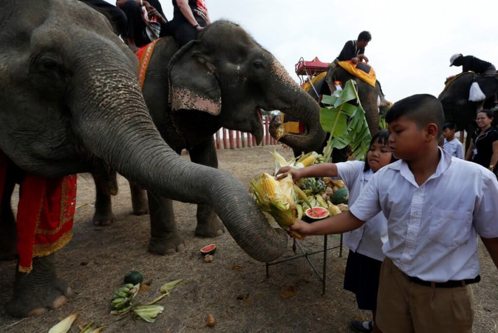 In pictures: Elephants treated to fruits buffet in national Thai celebration  In pictures: Elephants treated to fruits buffet in national Thai celebration  In pictures: Elephants treated to fruits buffet in national Thai celebration  