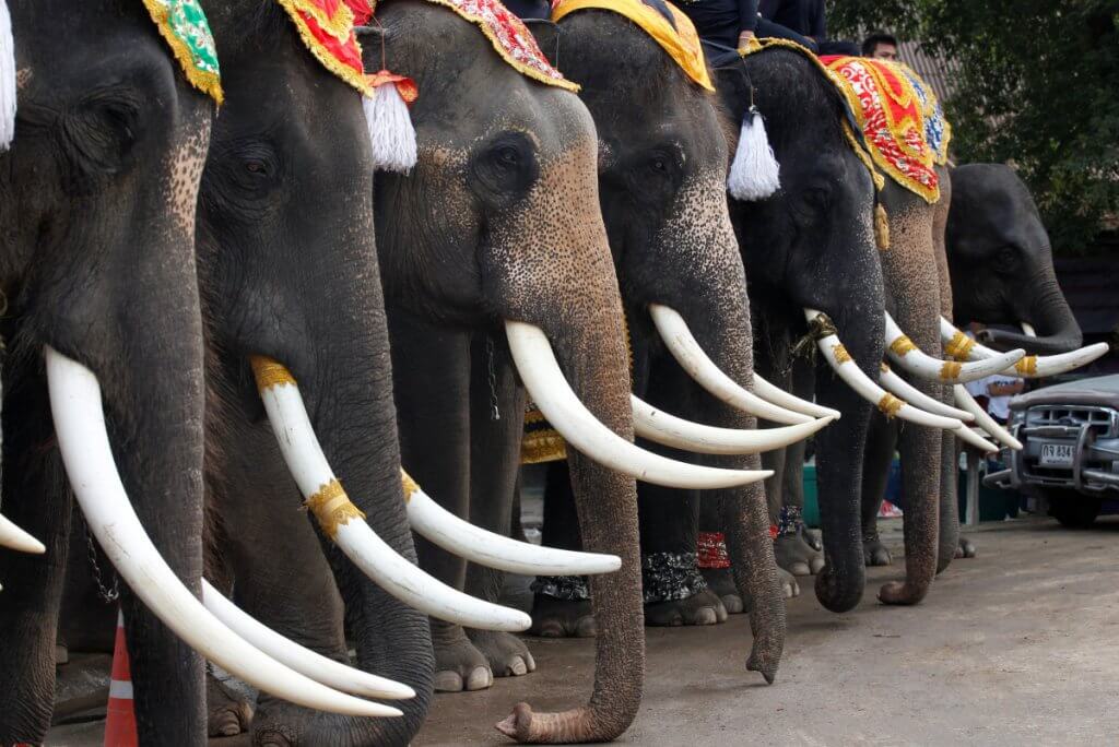 In pictures: Elephants treated to fruits buffet in national Thai celebration  In pictures: Elephants treated to fruits buffet in national Thai celebration  In pictures: Elephants treated to fruits buffet in national Thai celebration  In pictures: Elephants treated to fruits buffet in national Thai celebration  In pictures: Elephants treated to fruits buffet in national Thai celebration  