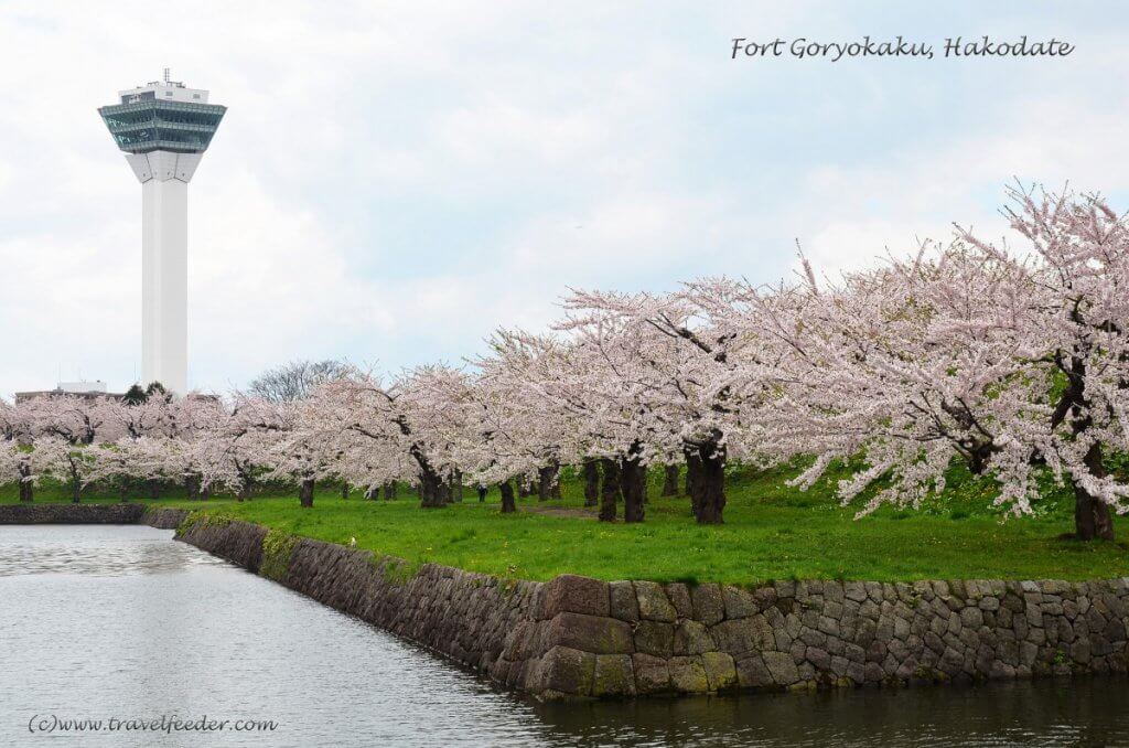 Flower power: Where to view cherry blossoms in Japan  Flower power: Where to view cherry blossoms in Japan  Flower power: Where to view cherry blossoms in Japan  