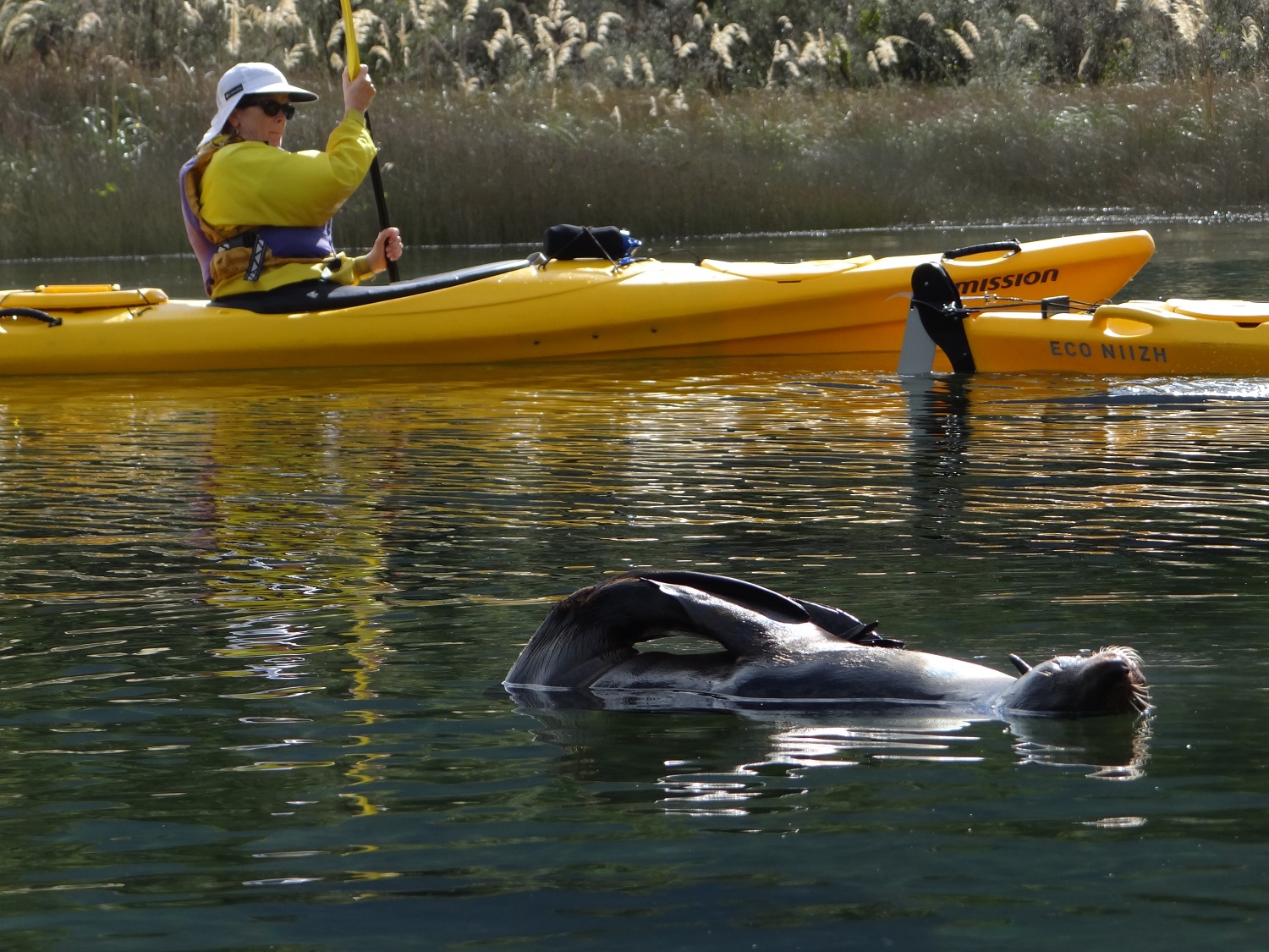 A seal swims amongst kayakers