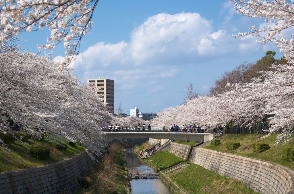 Flower power: Where to view cherry blossoms in Japan  Flower power: Where to view cherry blossoms in Japan  