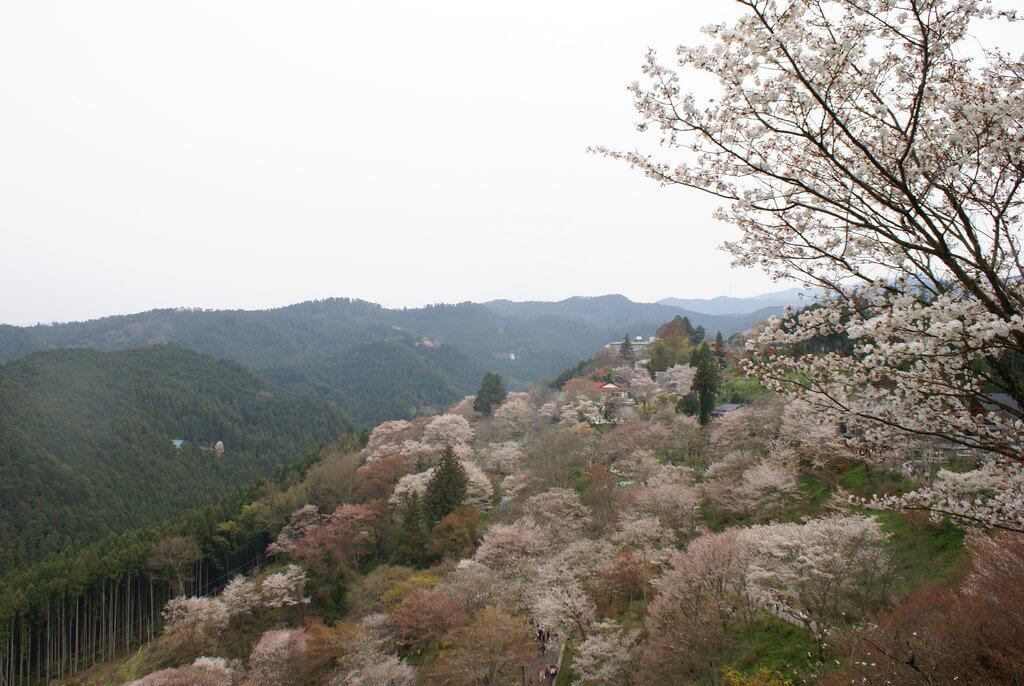 Flower power: Where to view cherry blossoms in Japan  