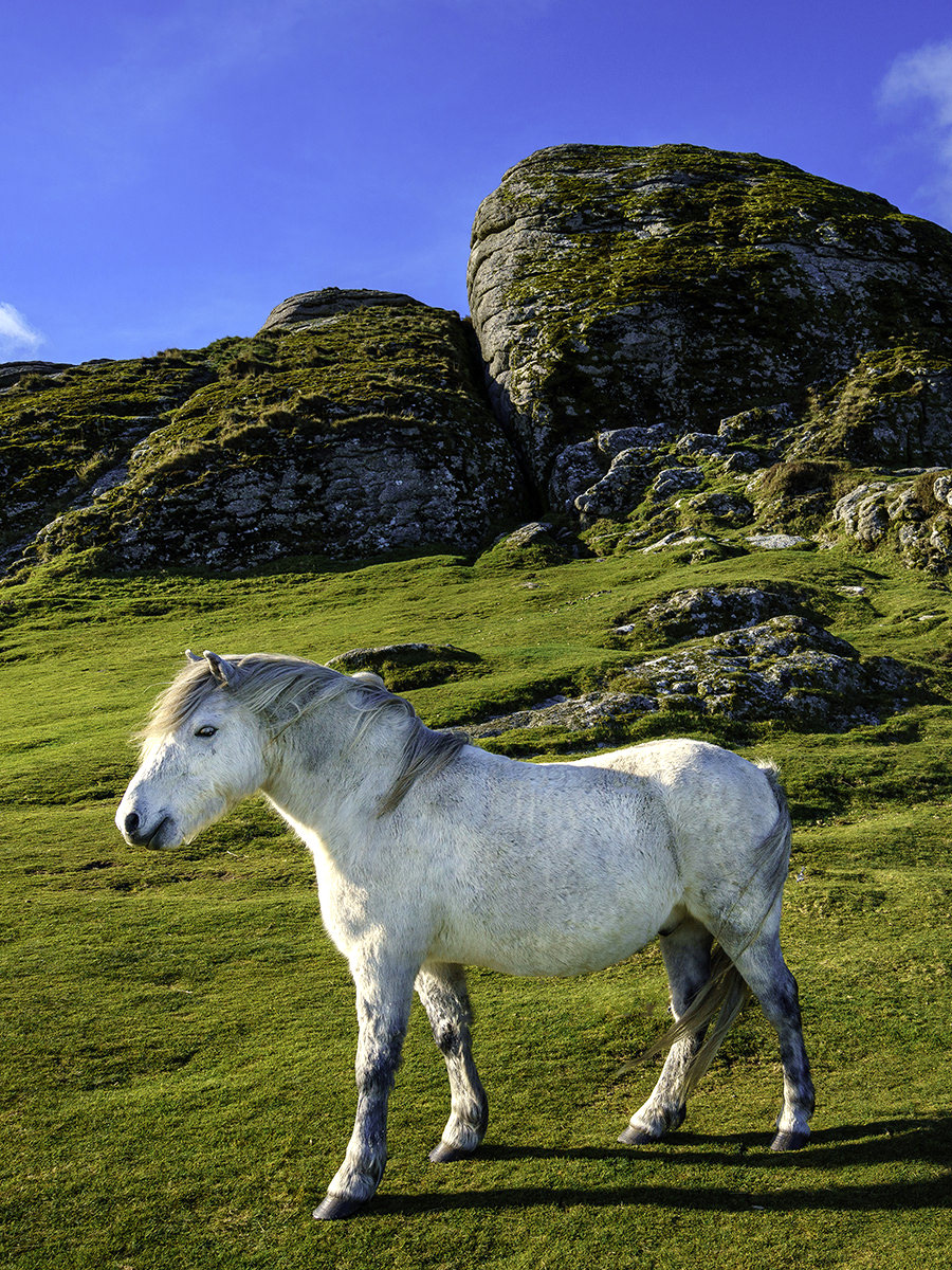 Tips for traveling to Dartmoor National Park