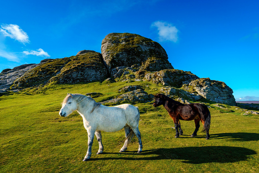 Dartmoor Ponies at Haytor
