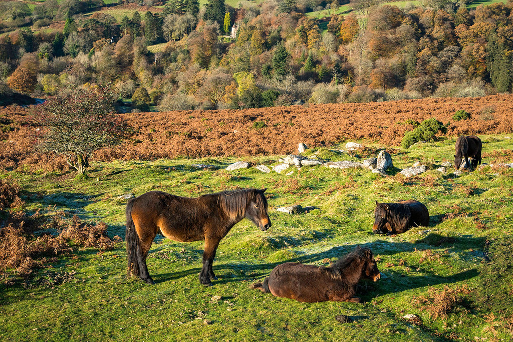 Dartmoor Pony Group
