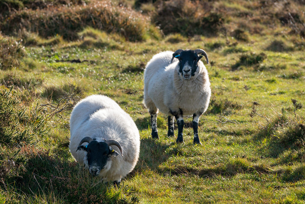 Sheep in Dartmoor