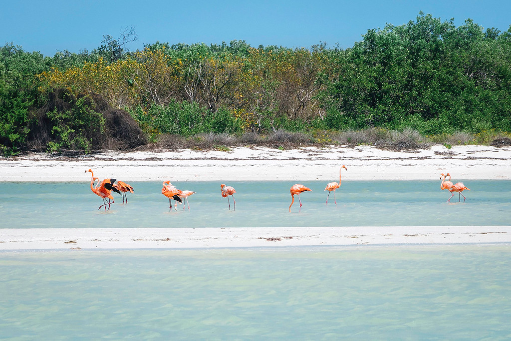 Flamingos at Isla Holbox