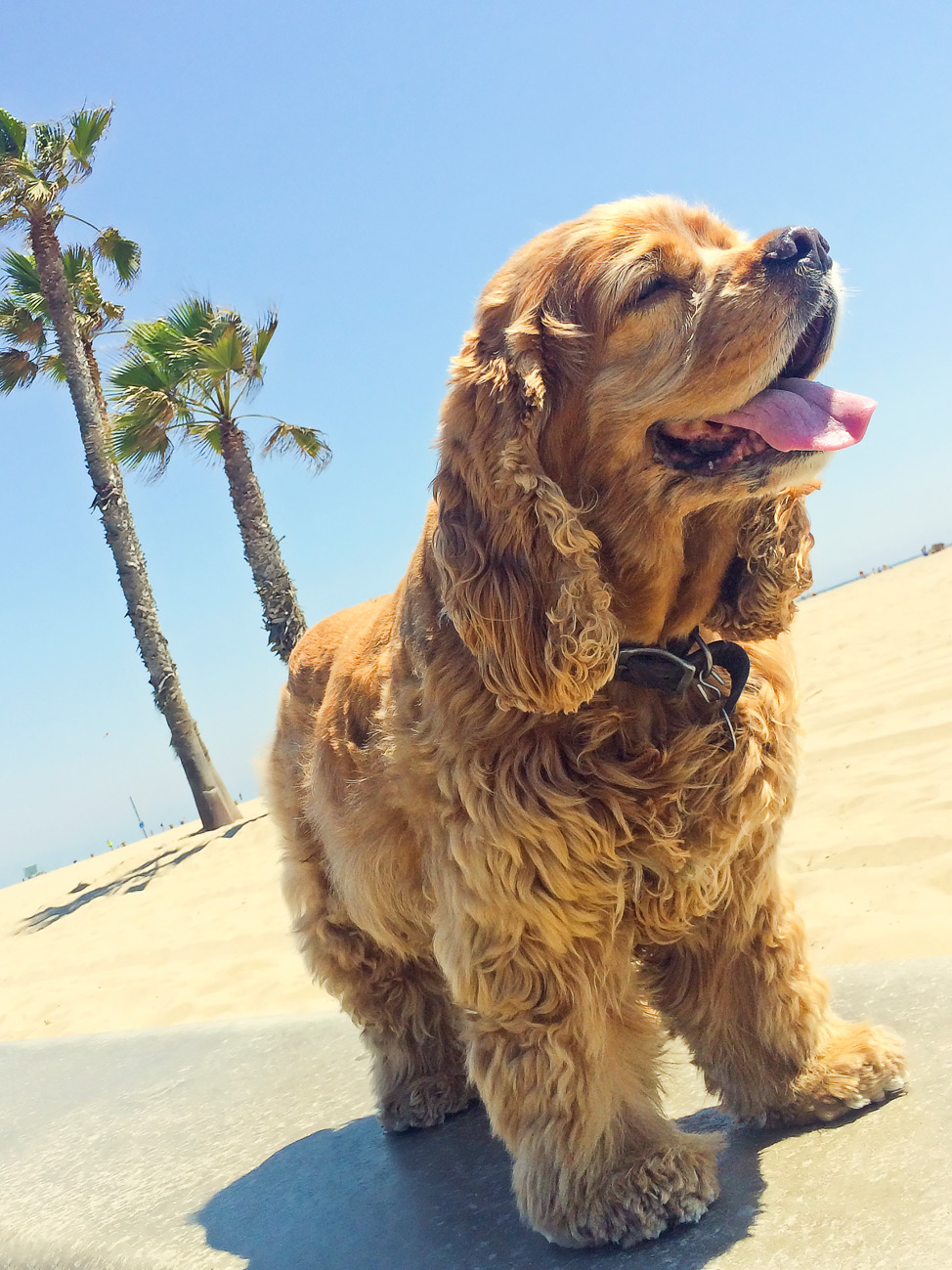 Dog in Santa Monica