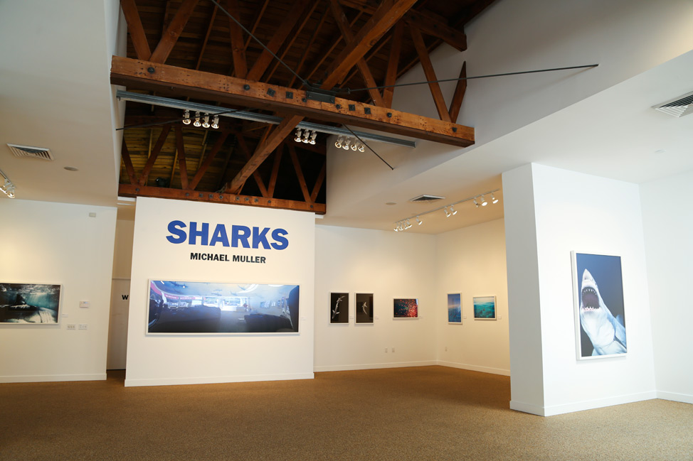 Sharks at Taschen Gallery Los Angeles