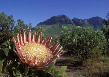 King Protea, Protea cyanoroides, in endangered fynbos habitat, Helderberg Nature Reserve, near Cape Town, Western Cape, South Africa