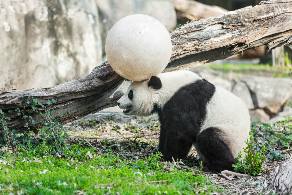 Panda-monium: China’s tourism revenues reliant on the cuddly creatures  Panda-monium: China’s tourism revenues reliant on the cuddly creatures  