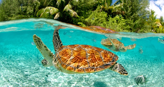 south-pacific-tourism-organisation-turtle.jpg