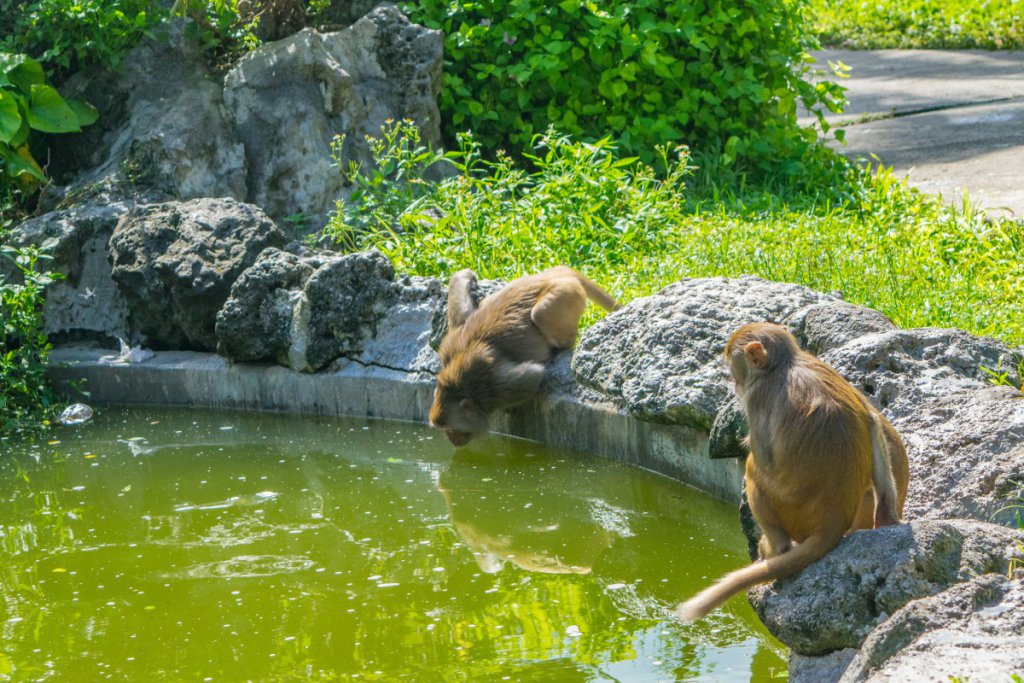 Vietnam: Monkey Island draws ire from rights groups for animal abuse  Vietnam: Monkey Island draws ire from rights groups for animal abuse  