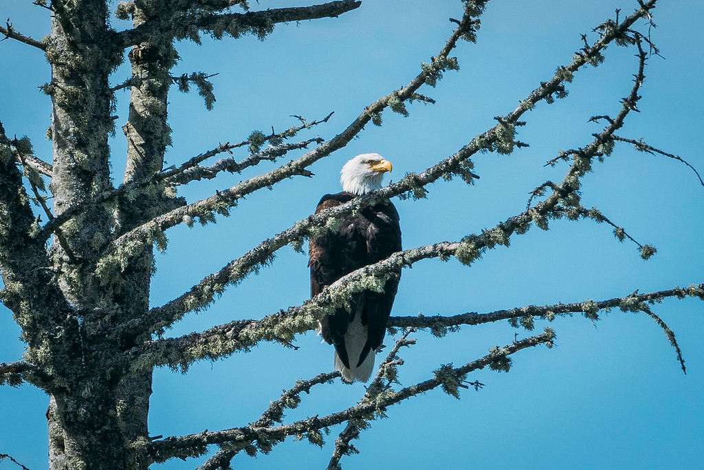 Vancouver Island Bald Eagle