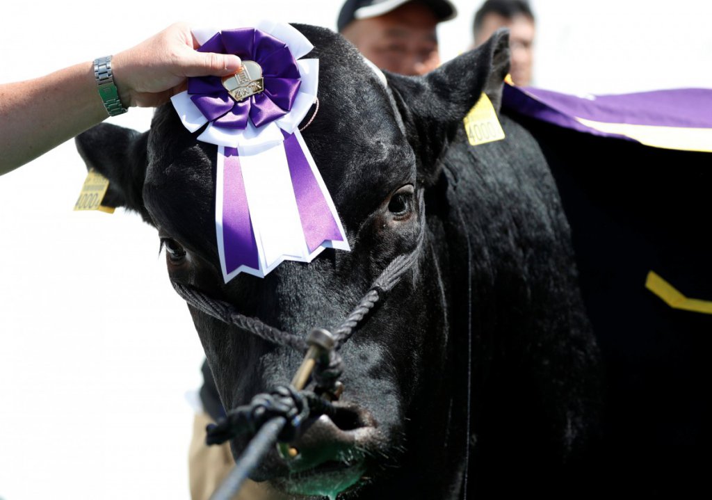 In pictures: ‘Wagyu Olympics’ in Japan parades prized cattle  