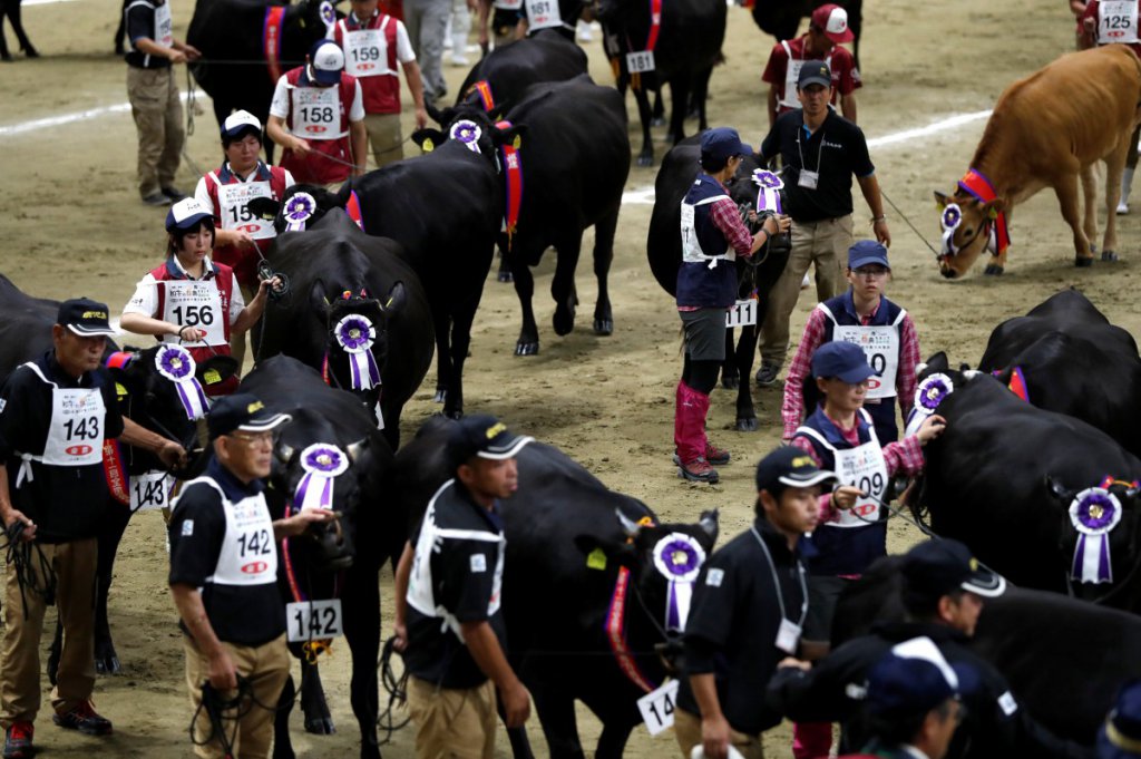 In pictures: ‘Wagyu Olympics’ in Japan parades prized cattle  