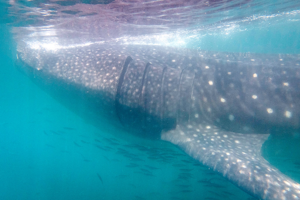 Whale Sharks in Mexico's Yucatan