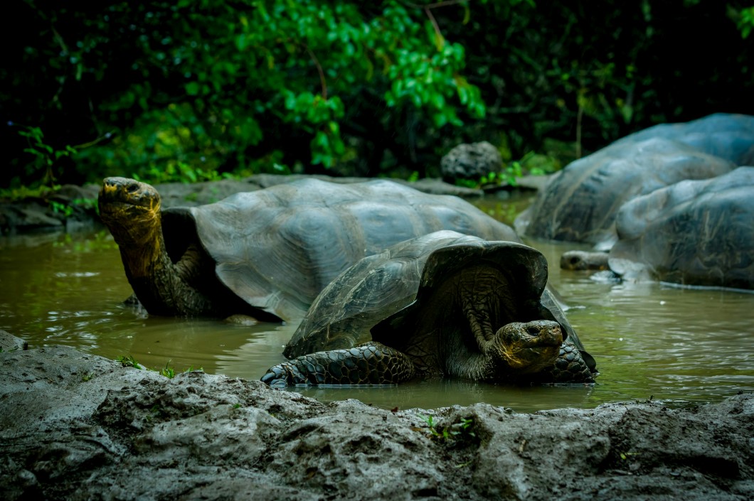 giant turtles in san cristobal galapagos islands