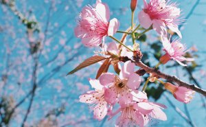 wild_himalaya_cherrys_blooming_at_doi_suthep-pui_national_park-300x185.jpg