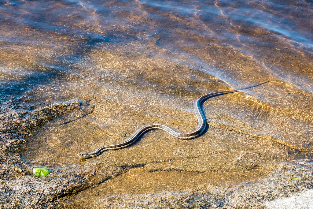 Boundary Waters Snakes