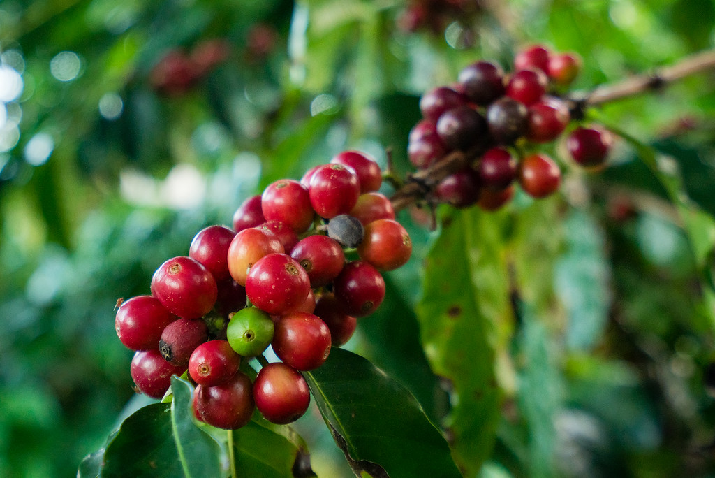 Kona Coffee Farms